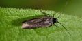 Scythris sinensis Cfr